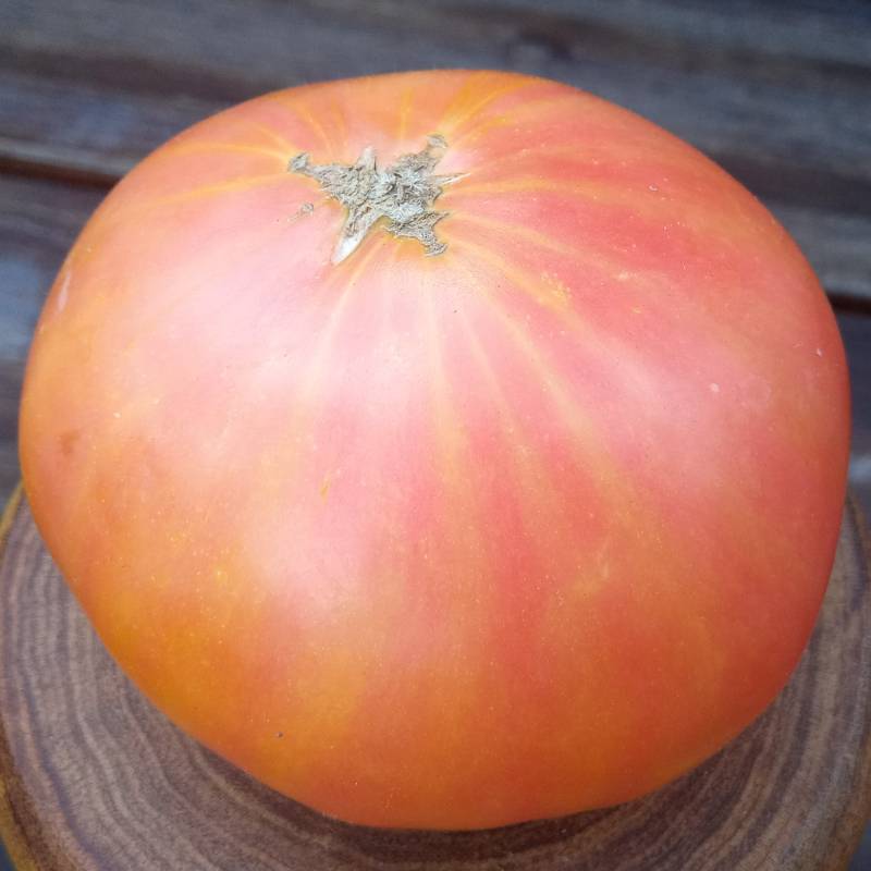 Tomate Candy Striped