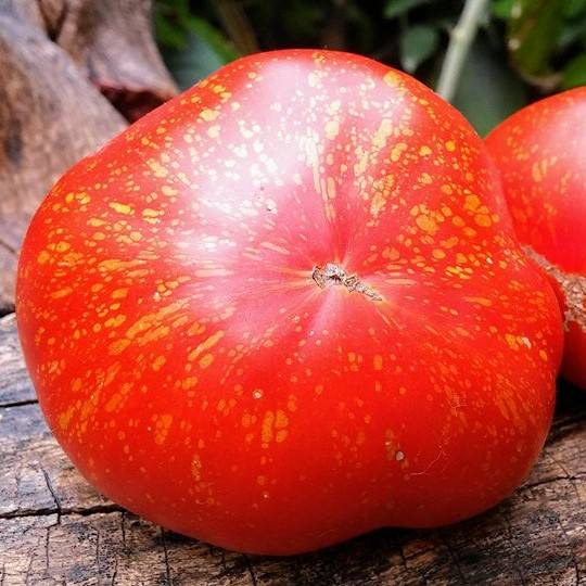 Tomate Leopard Strawberry