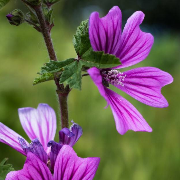 Malva Sylvestris