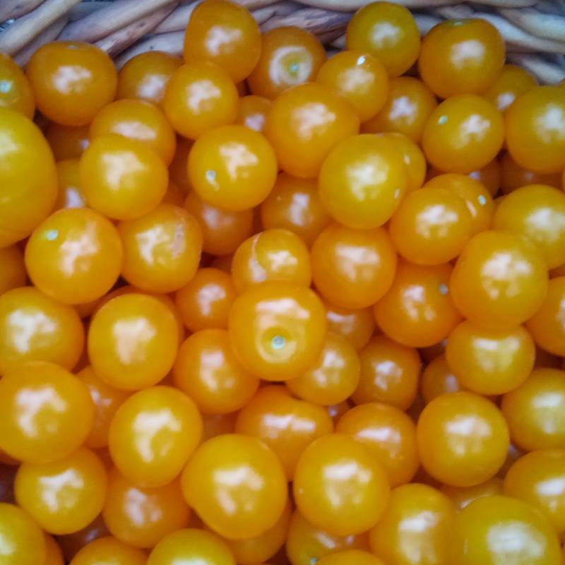 Tomate Cherry Golden Nugget