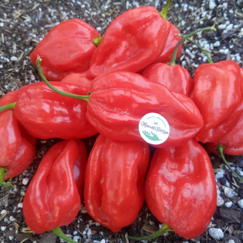 Ají Ghost Bhut Jolokia