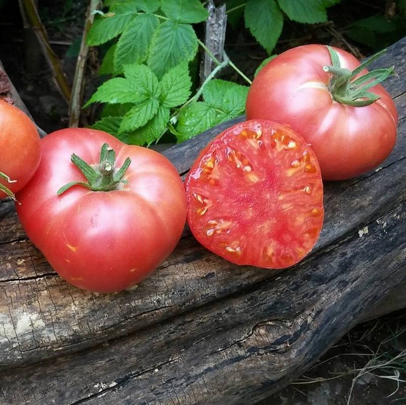 Tomate Plano Gallego