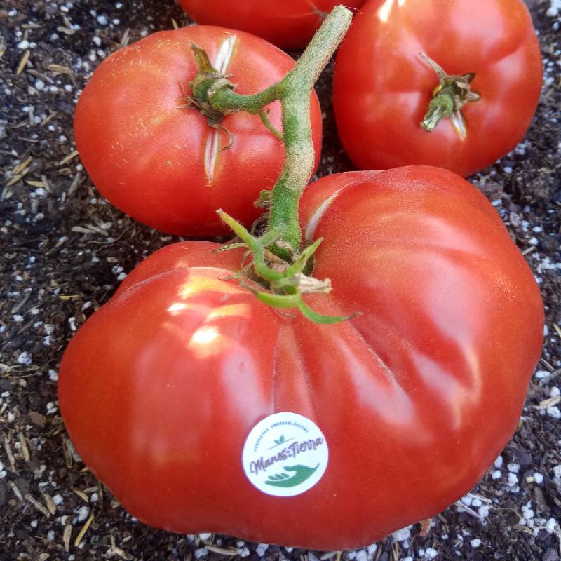 Tomate Limachino Antiguo