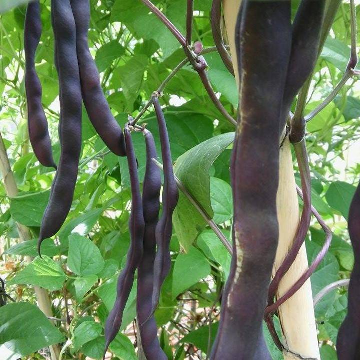 Chaucha Purple Podded