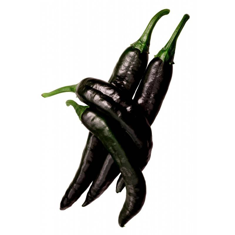 Pimiento Pasilla Bajio