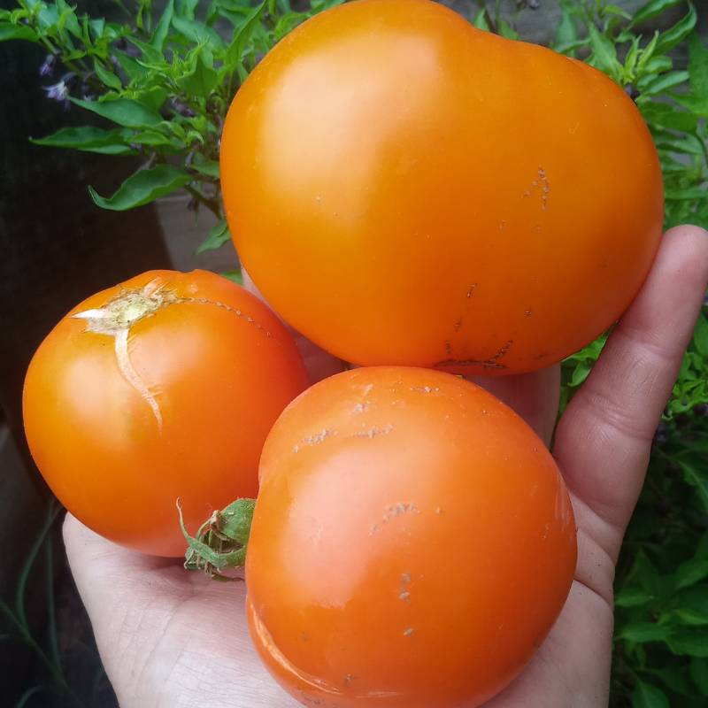 Tomate Dwarf Rivanai Huan