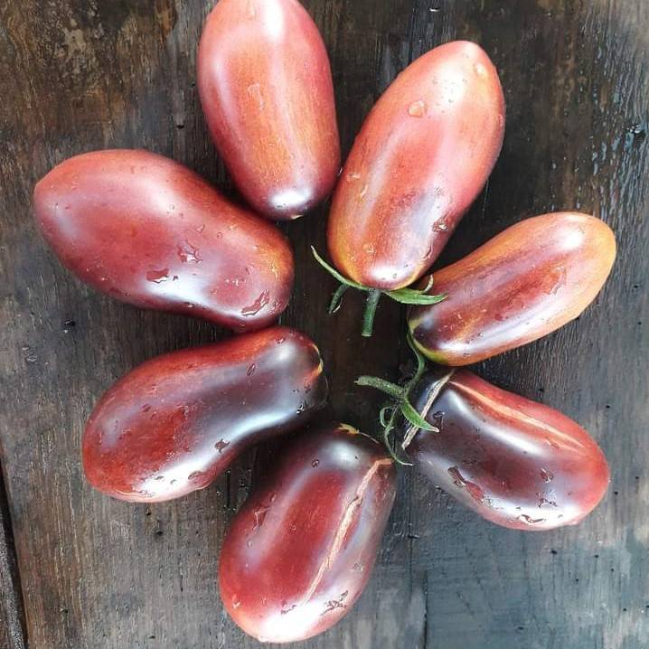 Tomate Dwarf Pink Panther