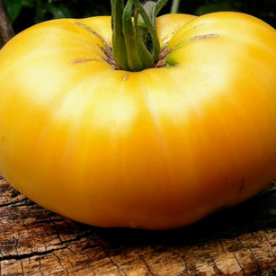 Tomate White Beauty