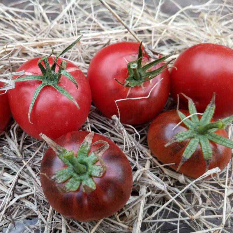 Tomate Petit Chocolate