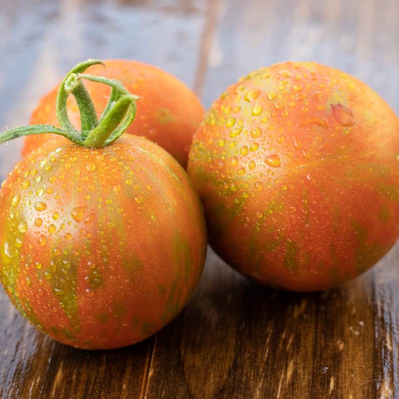 Tomate Plum Tigris