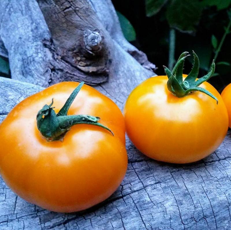 Tomate Golden Juniata