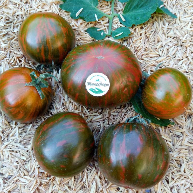 Tomate Tigre Searching x Blue Zebra