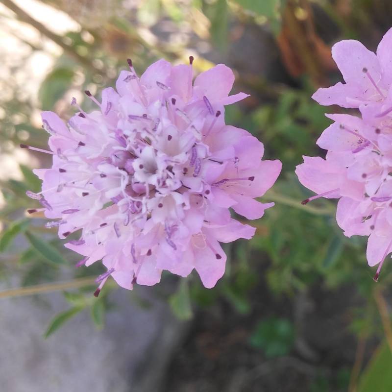 Scabiosa Lavanda