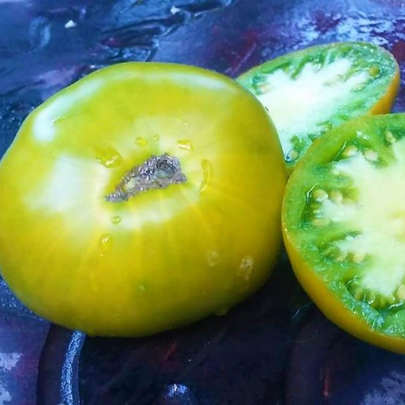 Tomate Marmade Verte