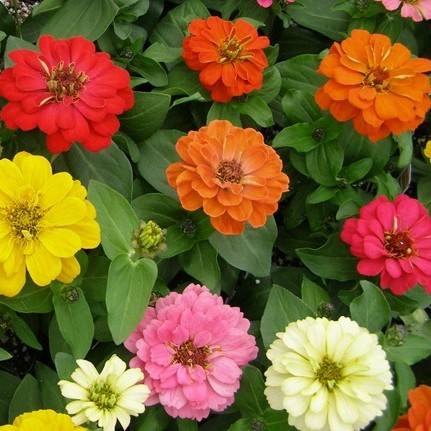 Mix de Zinnias