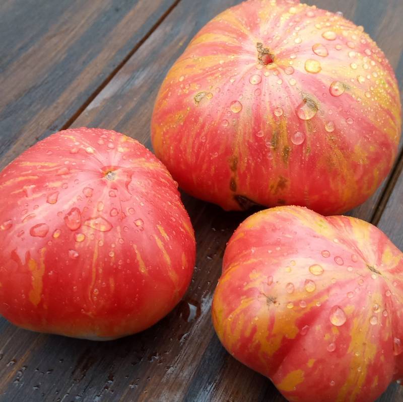 Tomate Tropikanka