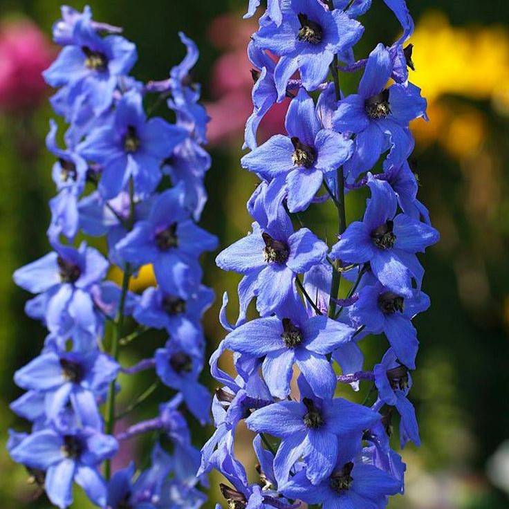 Espuela de Caballero Azul