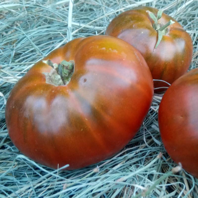 Tomate Indian Dark Violet Beefsteak