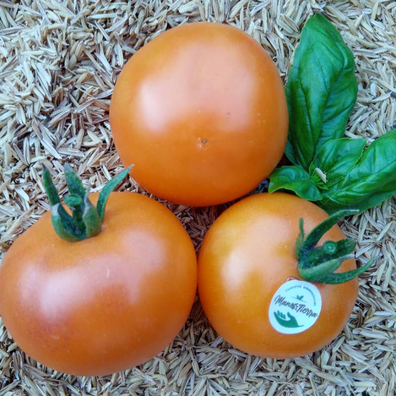 Tomate Orange Fleshed Purple Smudge