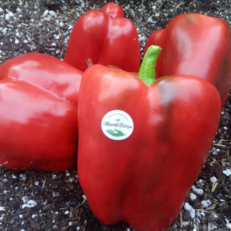 Pimiento Lamuyo Rojo