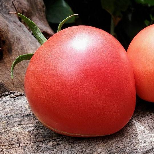 Tomate Cuore di Buey Rosa