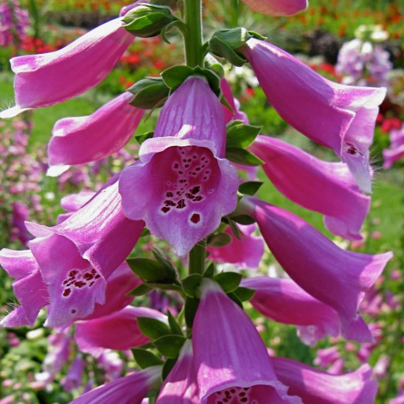 Digitalis