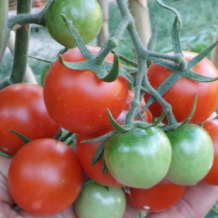 Tomate Cherry Chemin Rouge Hative