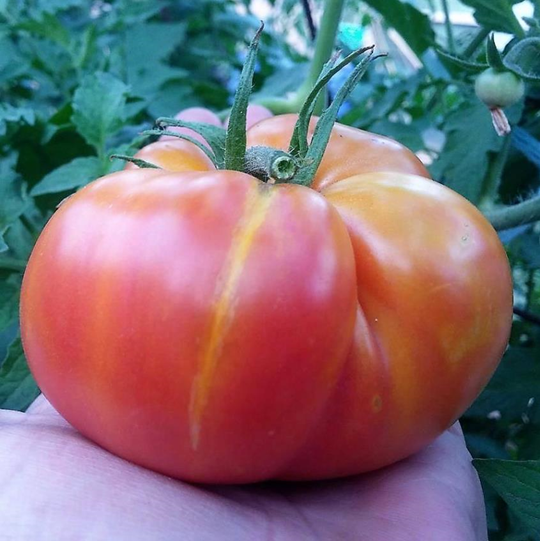 Tomate Wildthyme Bicolor