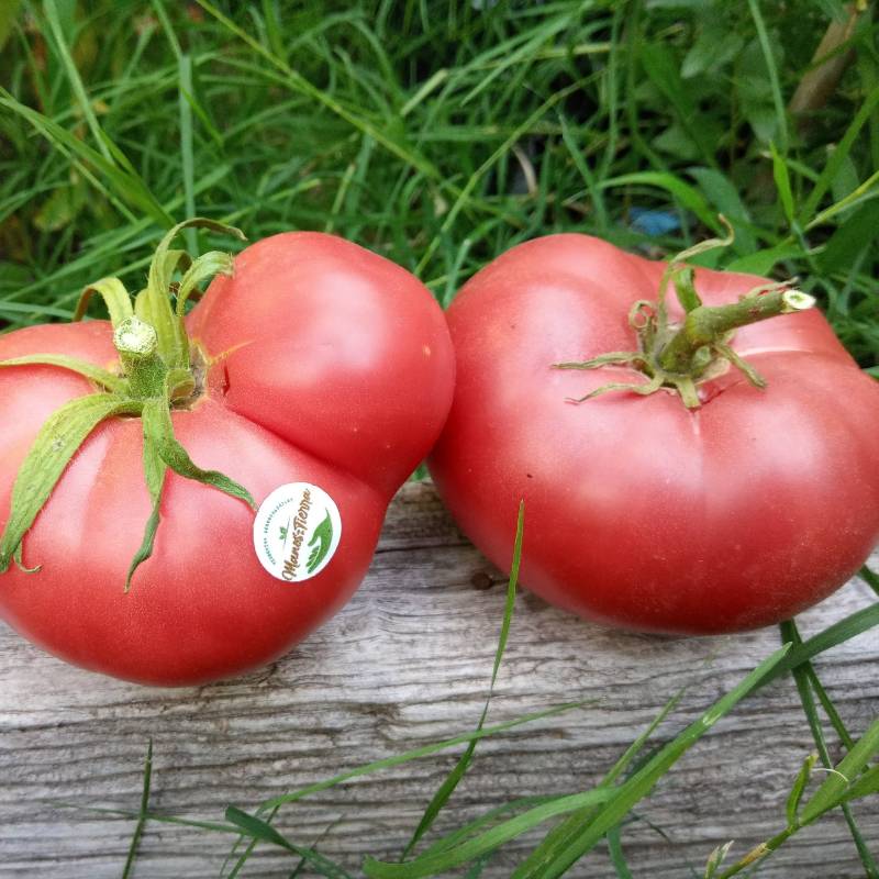 Tomate 1884 Rojo