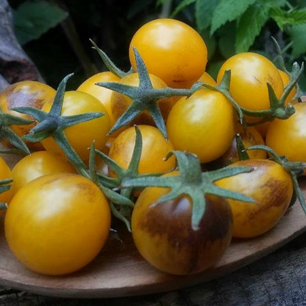 Tomate Cherry Indigo Gold Berries