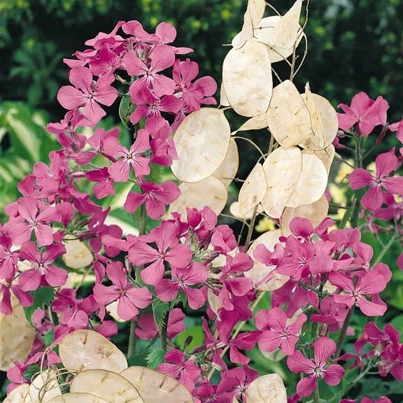 Lunaria Annua