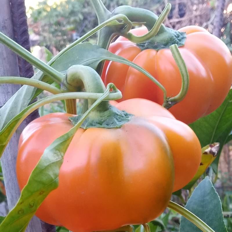 Pimiento Papaccella Giallo