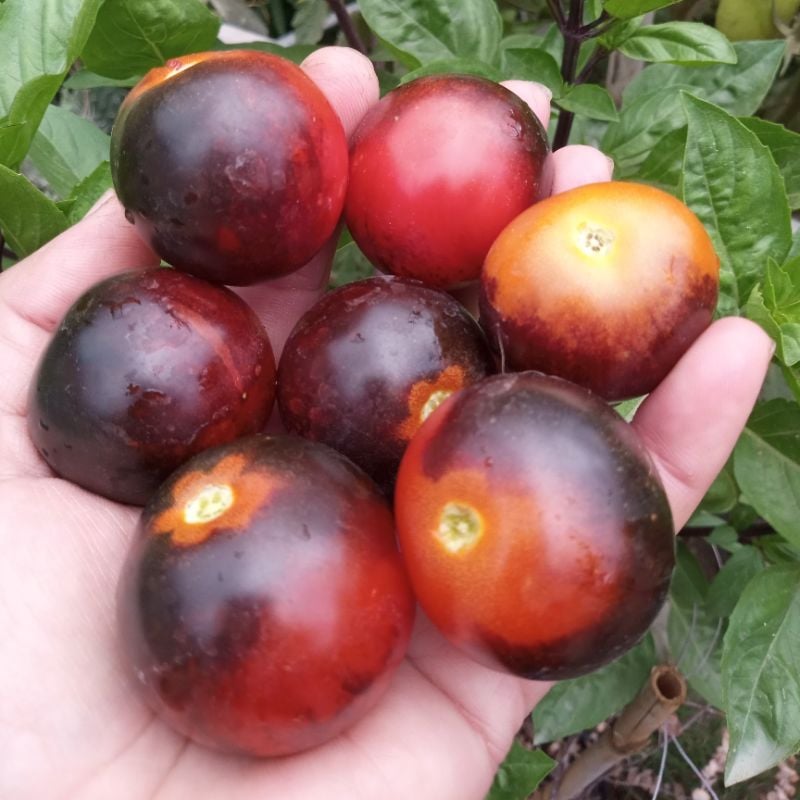 Tomate Cherry Chernichesky