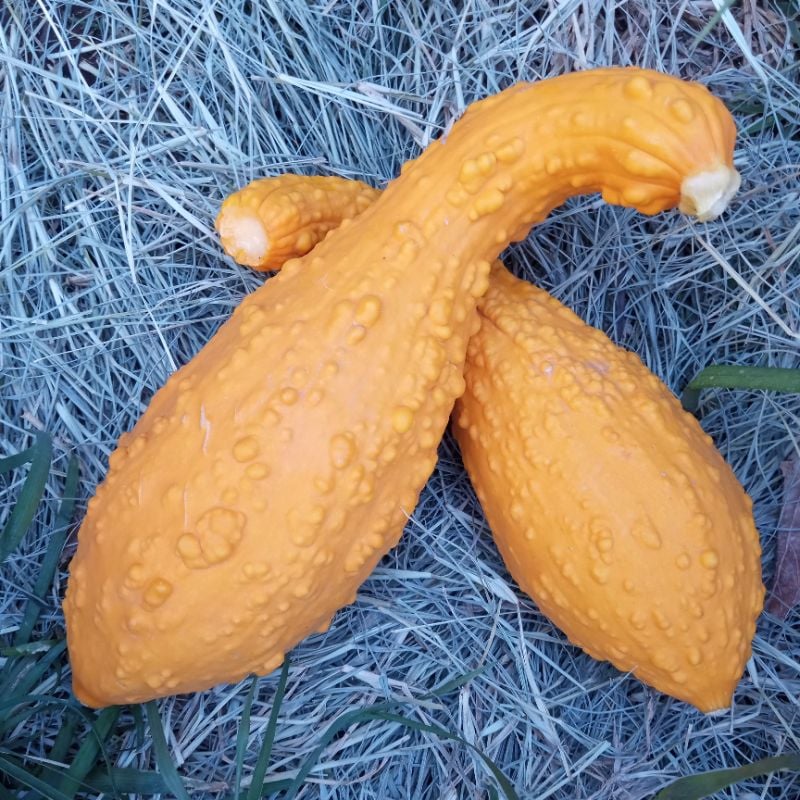 Zuchini Yellow Crookneck