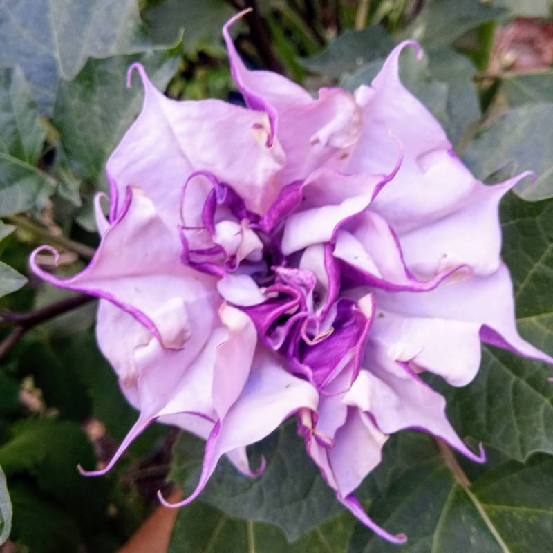 Datura Metel