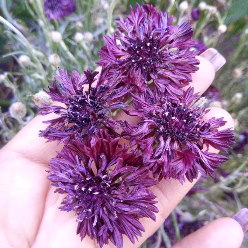 Centaurea Black Ball