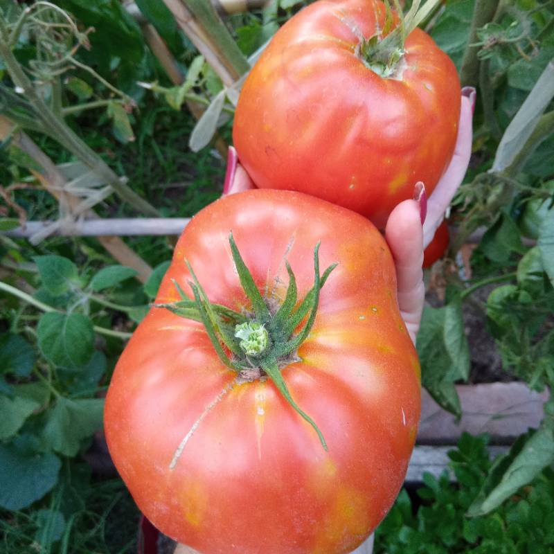 Tomate Antiguo Italiano