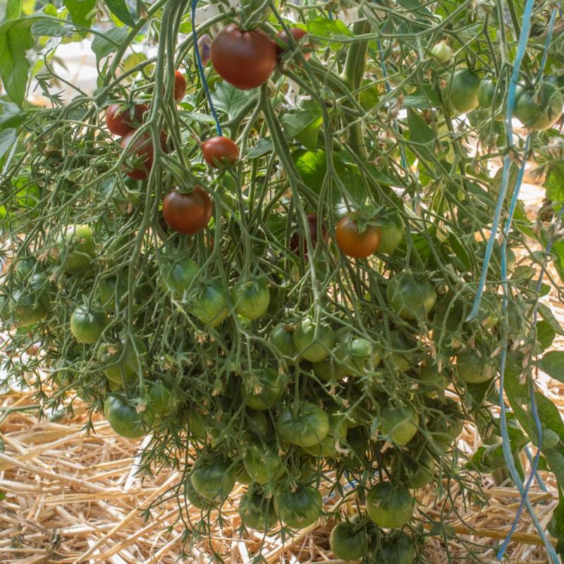 Tomate Rebel Alliance