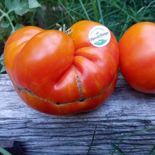 Tomate Dwarf Nimu Variegado