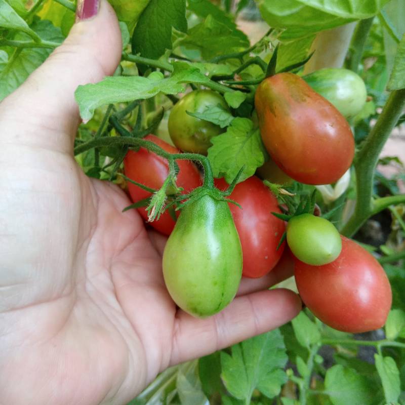 Tomate Butterfly