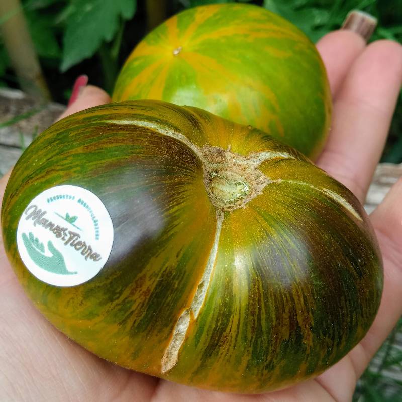 Tomate Xanadu Green Goddess