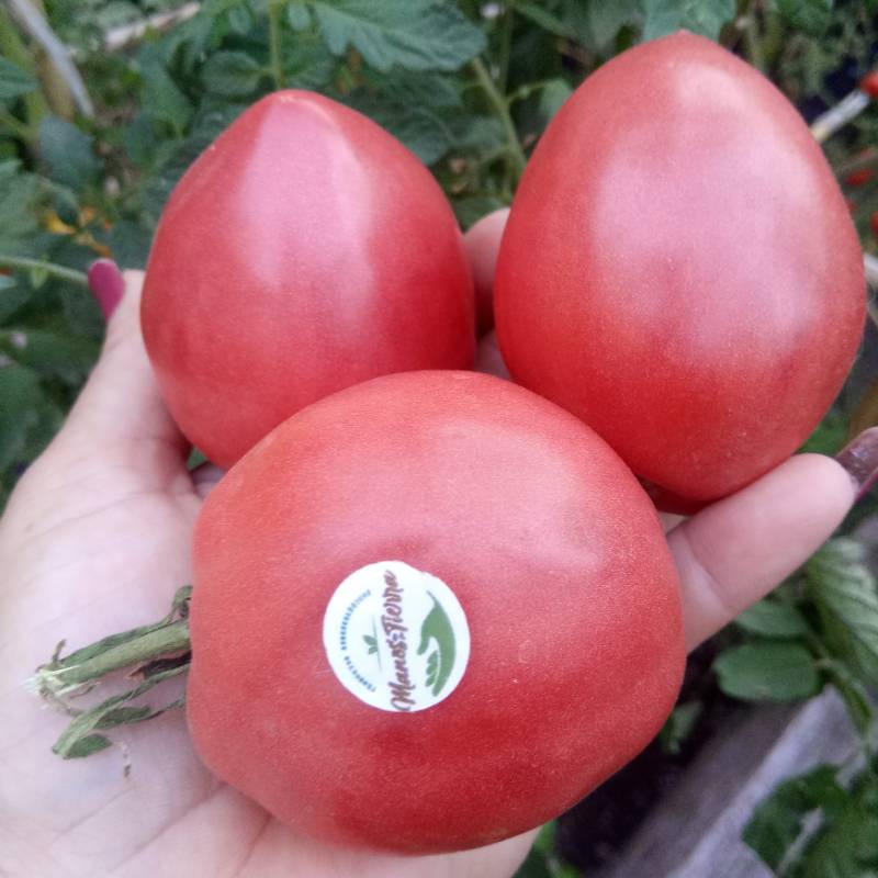 Tomate Corazón Japonés