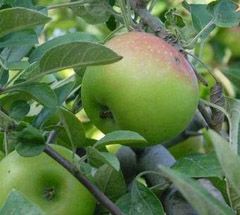 Apel Rome Beauty (Ijo) 1kg