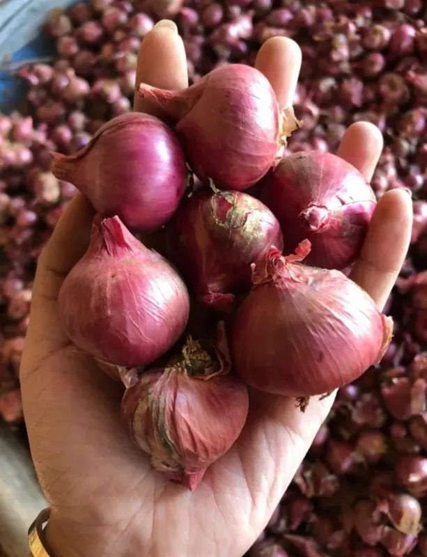 Bawang Merah Karet 1kg