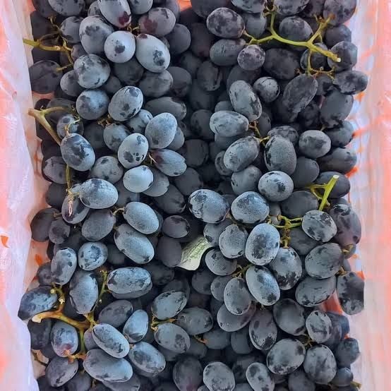 Anggur Autum Yuji 1pack