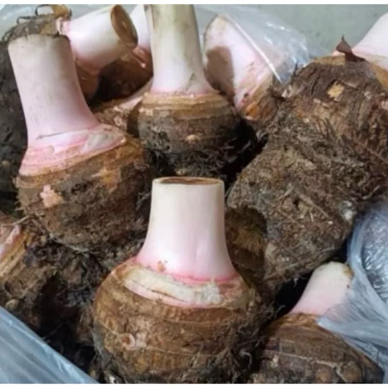 Bentul 1kg