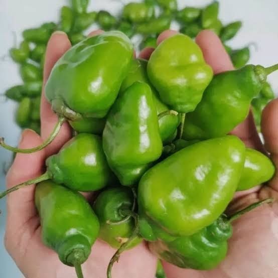 Cabai Gendot 100gr
