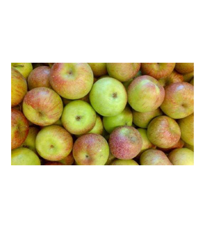 Apel Manalagi 1kg