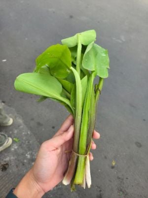 Genjer 1ikat