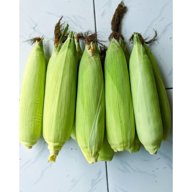 Jagung Manis Kobot 1kg
